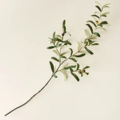 Olive Leaf Stem
