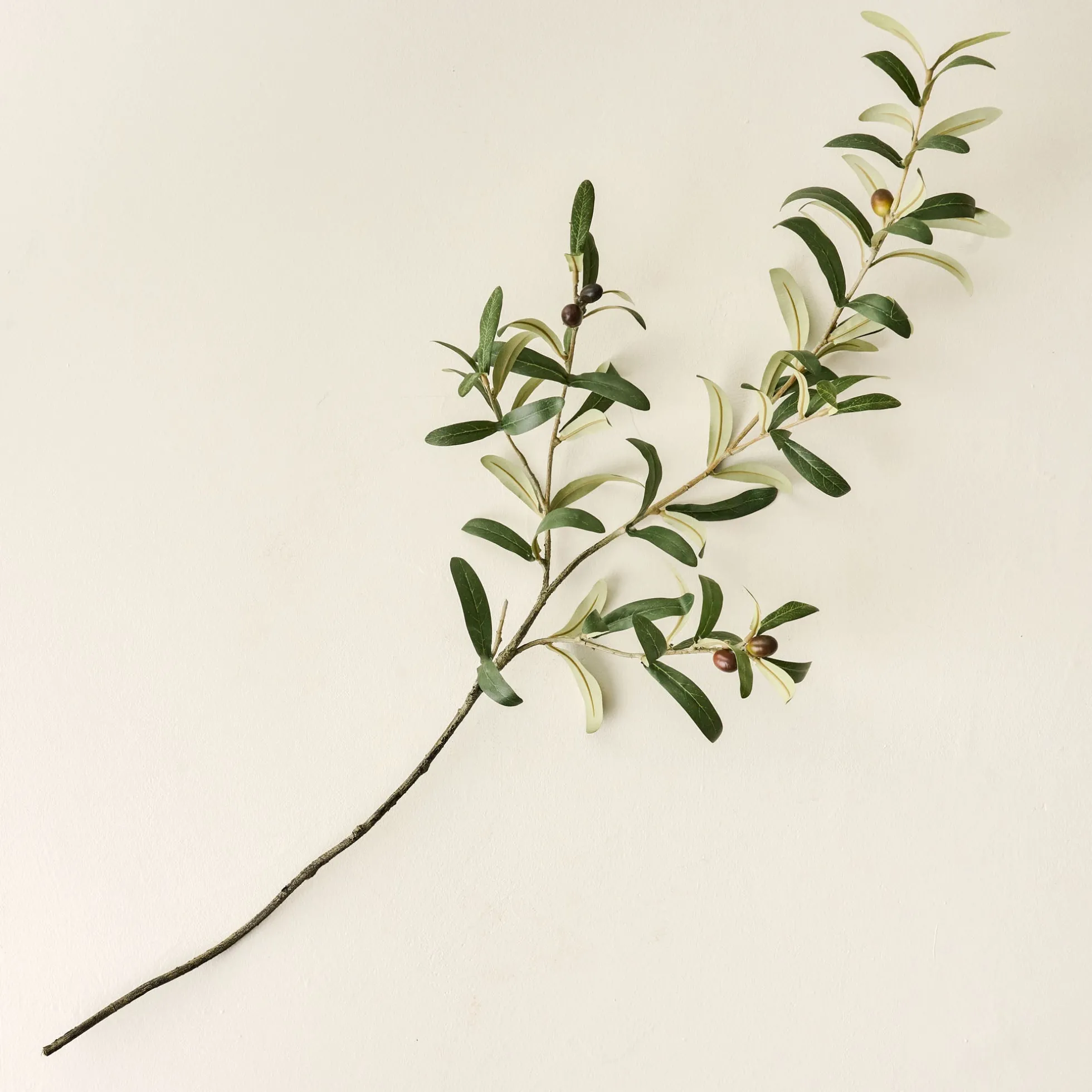 Olive Leaf Stem