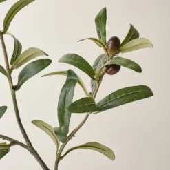 Olive Leaf Stem