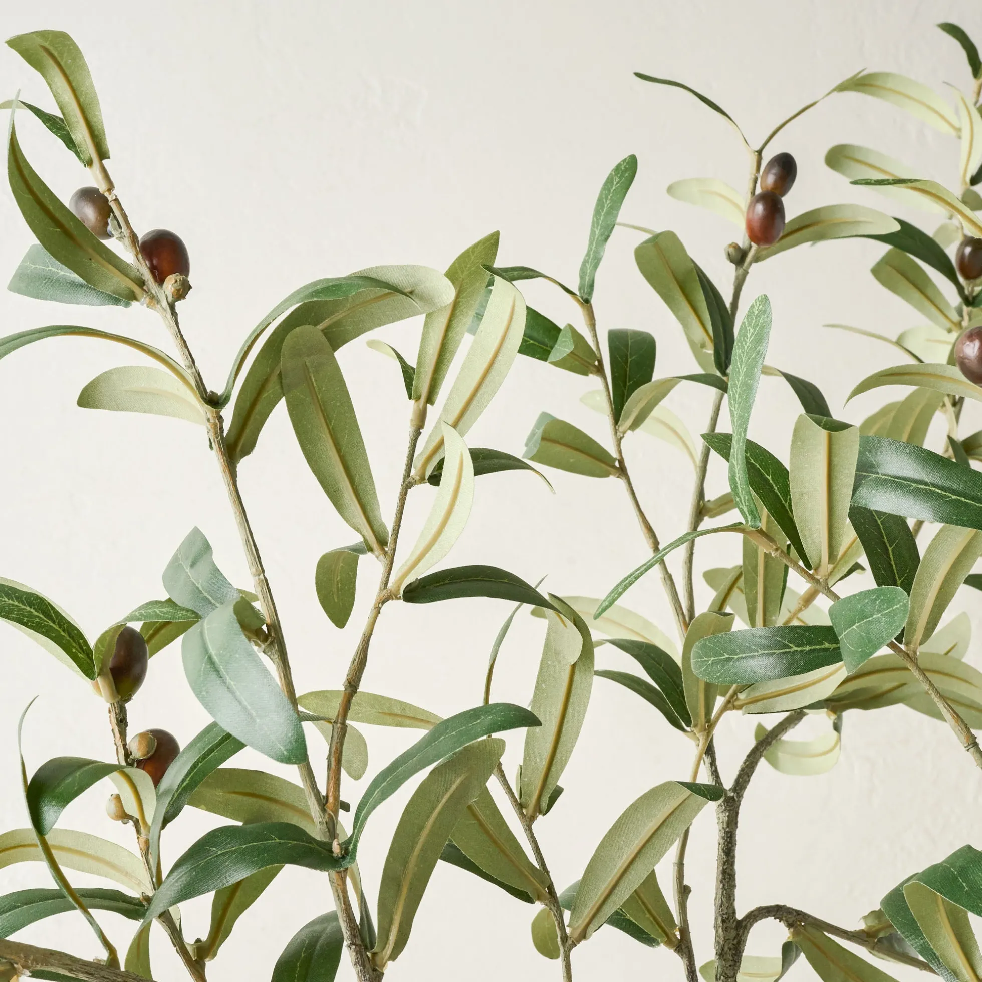 Olive Leaf Stem