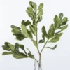 Pittosporum Leaf Stem