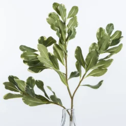 Pittosporum Leaf Stem