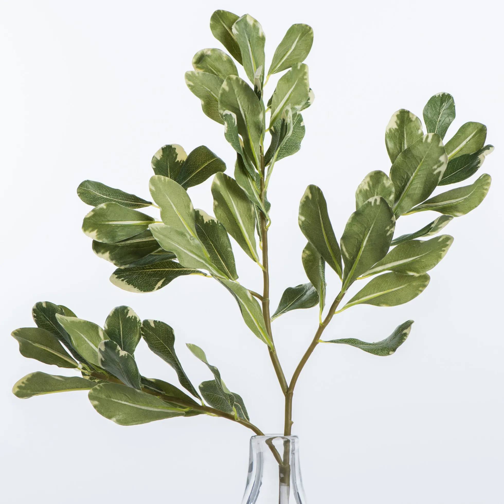 Pittosporum Leaf Stem