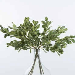 Pittosporum Leaf Stem