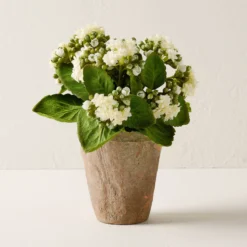 Potted Bouvardia Flower