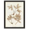 Preserved Plants IV