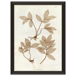 Preserved Plants IV