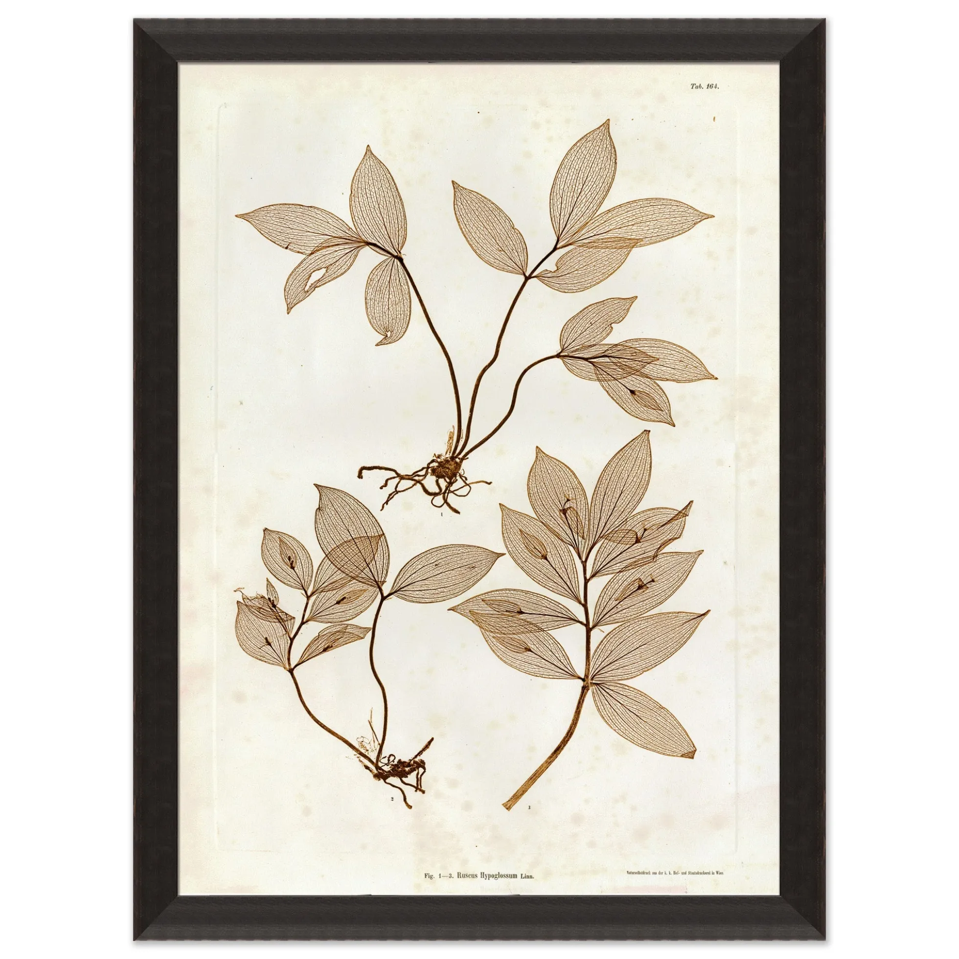 Preserved Plants IV