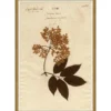 Pressed Floral I