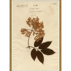 Pressed Floral I