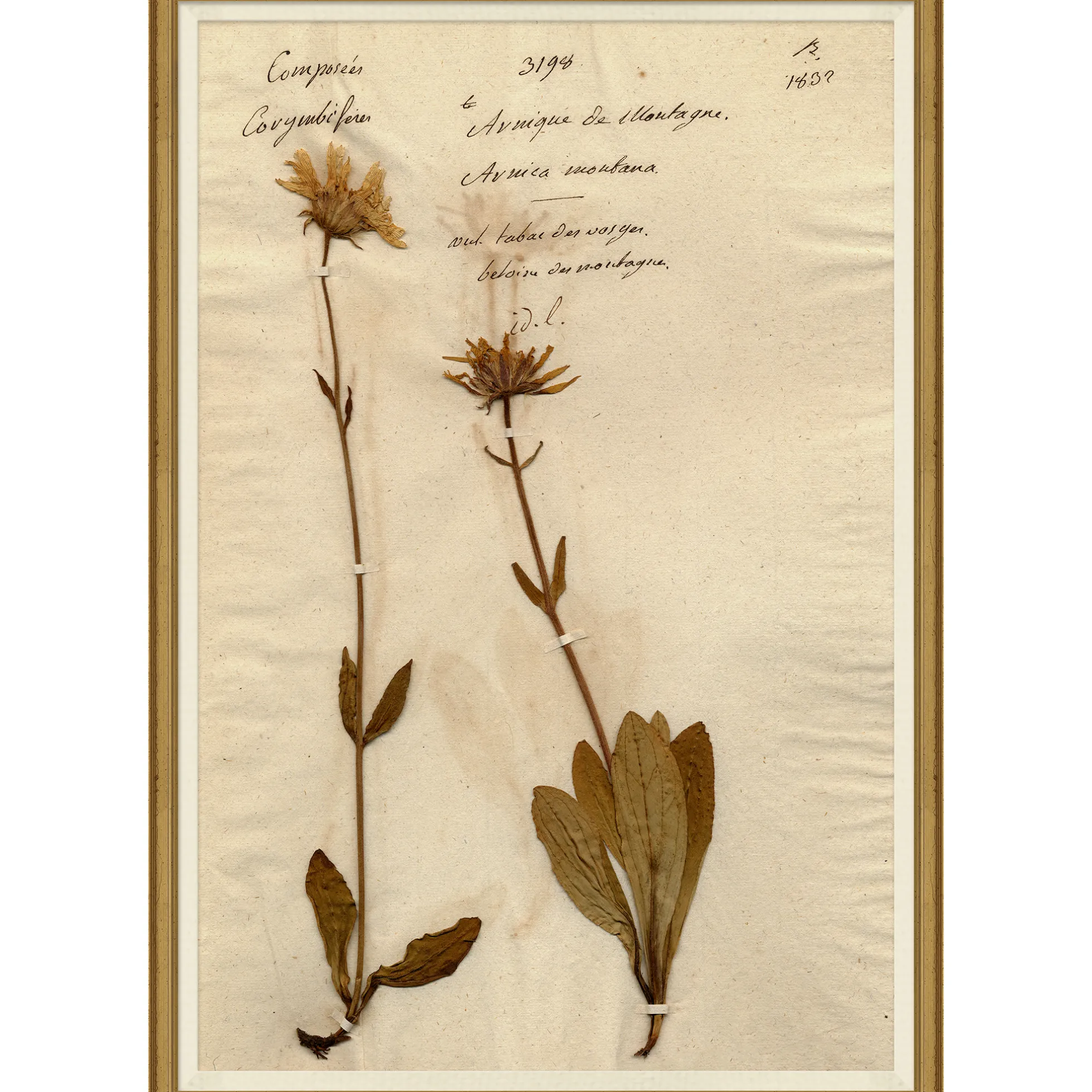 Pressed Floral III