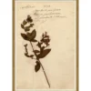 Pressed Floral IX