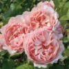 Princess Charlene de Monaco® Rose Bush