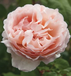 Princess Charlene de Monaco® Rose Bush