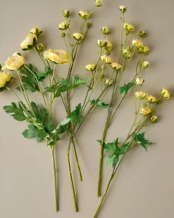 Ranunculus Bloom Bundle