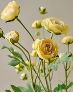 Ranunculus Bloom Bundle