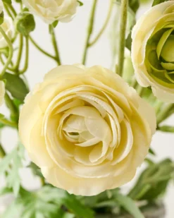 Ranunculus Bloom Bundle