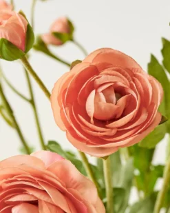 Ranunculus Bloom Bundle