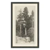 Tall Trees I