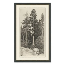 Tall Trees I