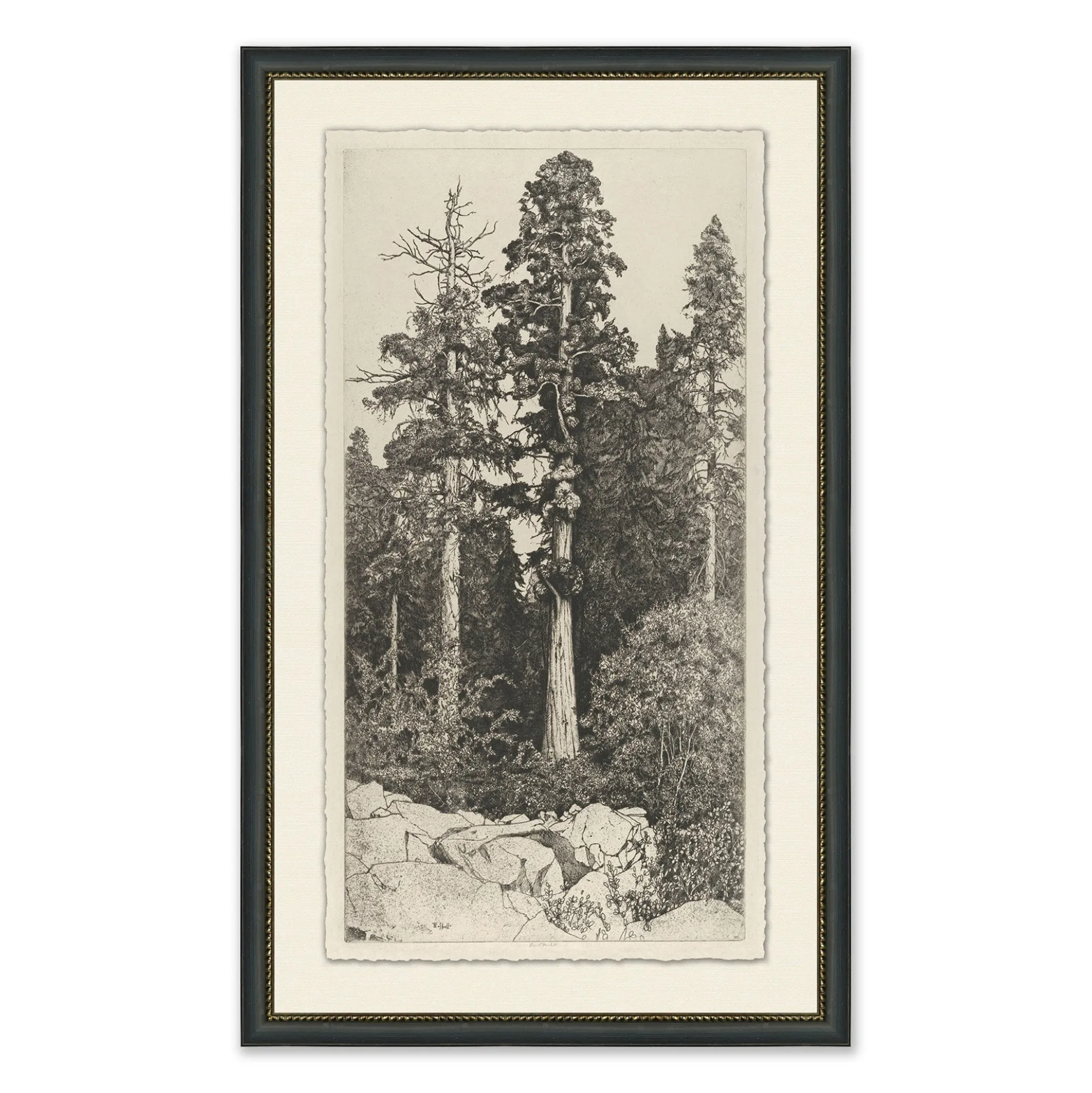 Tall Trees I