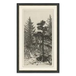 Tall Trees II