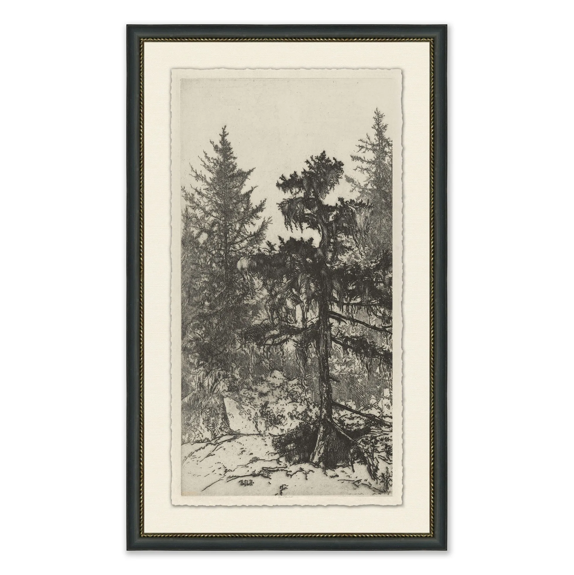 Tall Trees II
