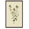 Vintage Botanical Study I