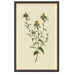Vintage Botanical Study I