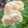 Wollerton Old Hall™ Rose Bush