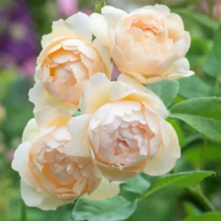 Wollerton Old Hall™ Rose Bush