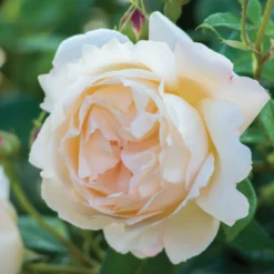 Wollerton Old Hall™ Rose Bush