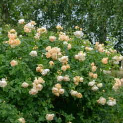 Wollerton Old Hall™ Rose Bush