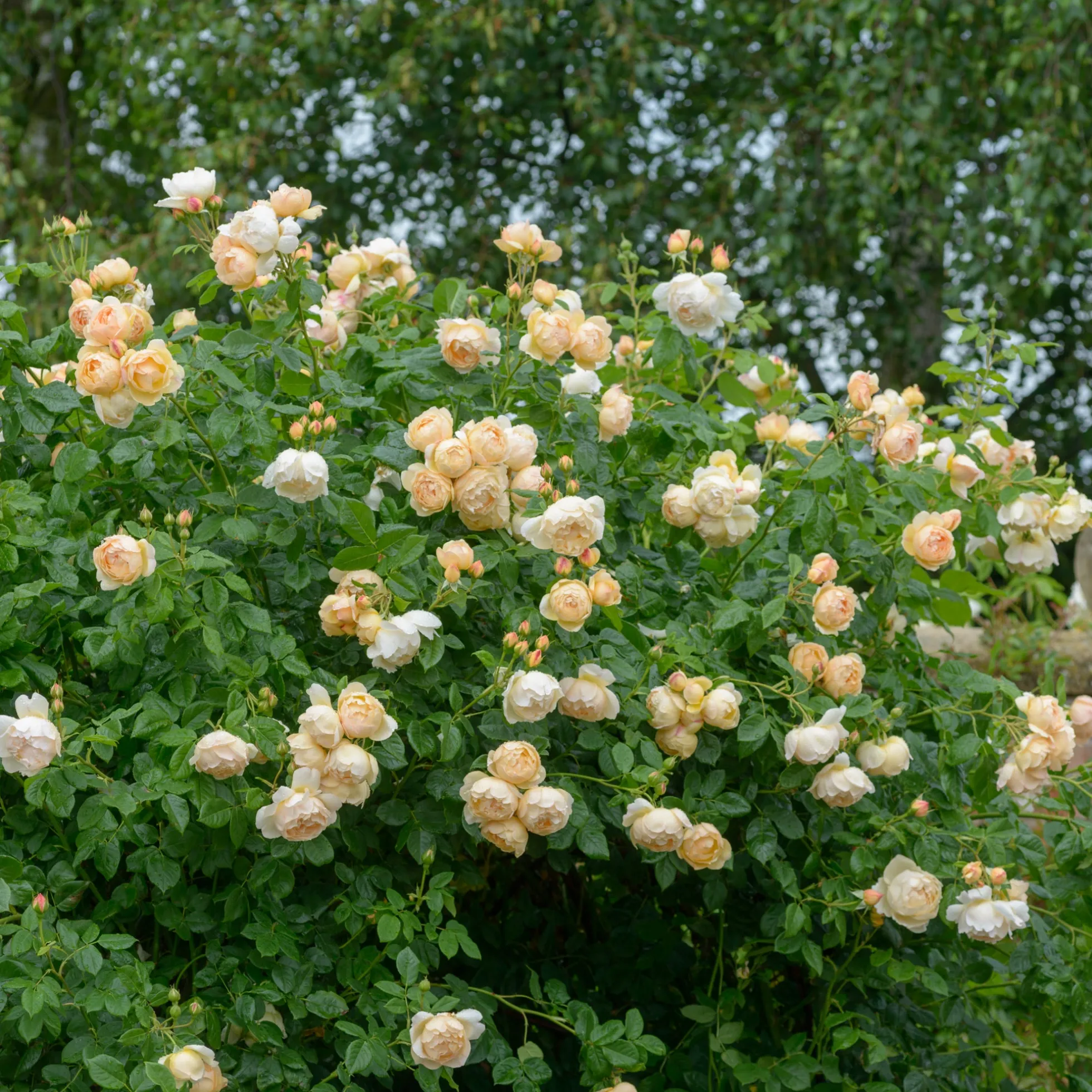 Wollerton Old Hall™ Rose Bush