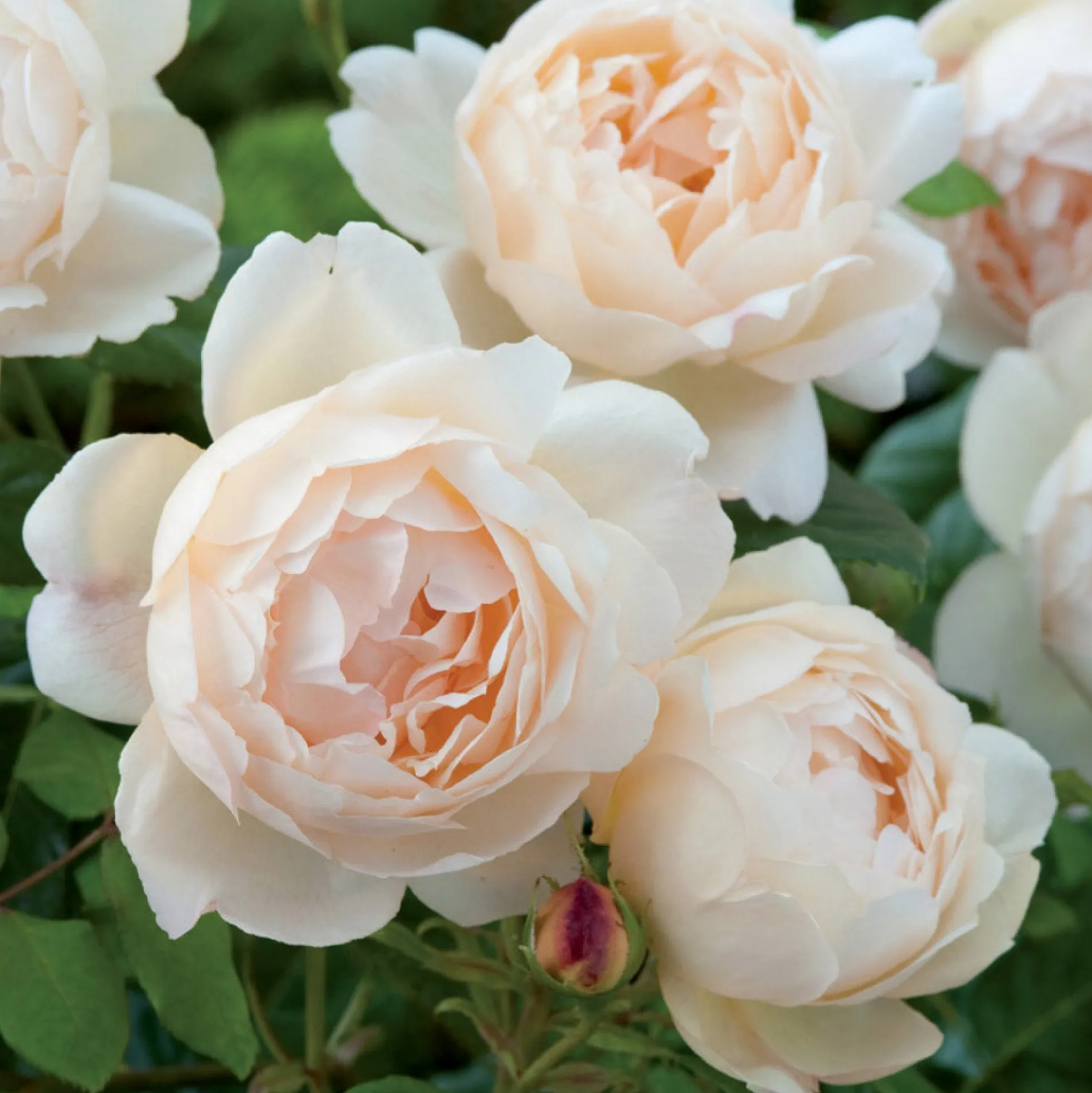 Wollerton Old Hall™ Rose Bush