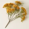 Yellow Queen Anne Lace Bush