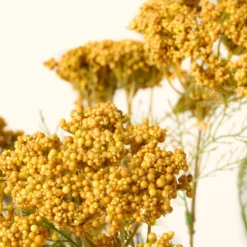 Yellow Queen Anne Lace Bush