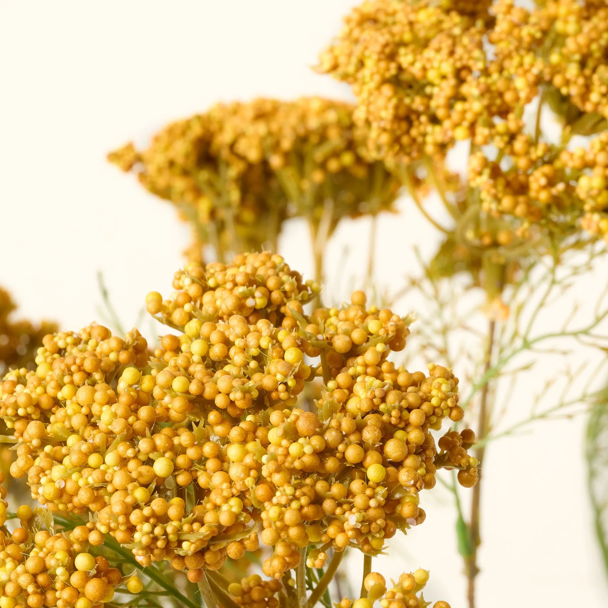 Yellow Queen Anne Lace Bush